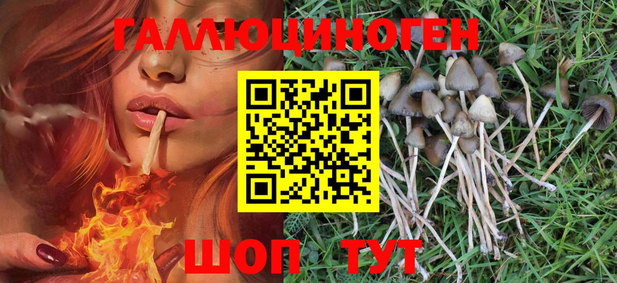 где купить наркоту  Вход с VPN  Красноярск  Галлюциногенные грибы MAGIC MUSHROOMS  Псилоцибиновые грибы мицелий 